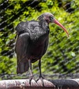 Waldrapp ibis 3 Royalty Free Stock Photo