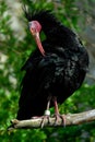 Waldrapp (ibis) (Geronticus eremita)), Royalty Free Stock Photo