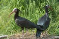 Waldrapp Ibis Royalty Free Stock Photo