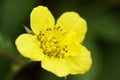 Waldsteinia ternata, golden strawberry close-up. Green perennial in the garden