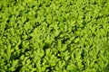 Waldsteinia ternata, golden strawberry close-up. Green perennial in the garden