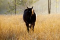 Waler Breed Horse Royalty Free Stock Photo