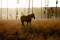 Waler Breed Horse Royalty Free Stock Photo