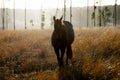 Waler Breed Horse Royalty Free Stock Photo