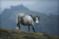 Wales Castle Horse