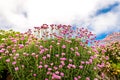 Wales coastal path flora Royalty Free Stock Photo