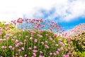 Wales coastal path flora Royalty Free Stock Photo