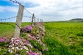 Wales coastal path flora Royalty Free Stock Photo