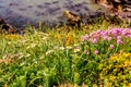 Wales coastal path flora Royalty Free Stock Photo