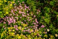 Wales coastal path flora Royalty Free Stock Photo