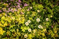 Wales coastal path flora Royalty Free Stock Photo