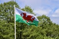 Welsh flag in wind