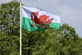 Welsh flag in wind