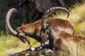 Walia Ibex, Simien Mountains Royalty Free Stock Photo