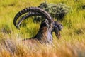 Walia Ibex, Simien Mountains Royalty Free Stock Photo