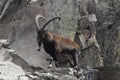 Walia ibex, Capra walie, in the Simien Mountain National Park Royalty Free Stock Photo