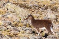 Walia ibex, (Capra walie), Simien Mountains in Northern Ethiopia, Africa Royalty Free Stock Photo