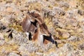 Walia ibex, (Capra walie), Simien Mountains in Northern Ethiopia, Africa Royalty Free Stock Photo