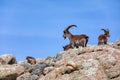 Walia ibex, (Capra walie), Simien Mountains in Northern Ethiopia, Africa Royalty Free Stock Photo