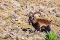 Walia ibex, (Capra walie), Simien Mountains in Northern Ethiopia, Africa Royalty Free Stock Photo