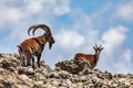 Walia ibex, (Capra walie), Simien Mountains in Northern Ethiopia, Africa Royalty Free Stock Photo