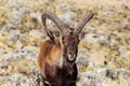 Walia ibex, (Capra walie), Simien Mountains in Northern Ethiopia, Africa Royalty Free Stock Photo