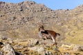 Walia ibex, (Capra walie), Simien Mountains in Northern Ethiopia, Africa Royalty Free Stock Photo