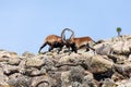 Walia ibex fighting, (Capra walie), Simien Mountains in Northern Ethiopia, Africa Royalty Free Stock Photo