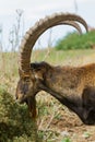 Walia Ibex Ram (Capra walie) Royalty Free Stock Photo