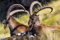 Walia Ibex, Simien Mountains Royalty Free Stock Photo