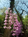Waling waling orchids