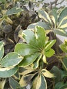 walisongo ornamental plant,
