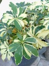 walisongo plant with two-colored leaves