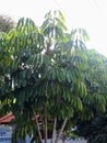 The Walisongo tree has oval leaves that are sharp at the tip and one branch consists of many leaves.