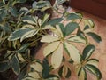 Walisongo Variegata is a captivating plant featuring unique variegated foliage