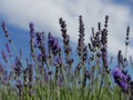 Walk across the lavender field