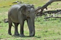 The Male of Sri Lankan elephant Elephas maximus maximus. Royalty Free Stock Photo