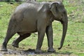 The Male of Sri Lankan elephant. Royalty Free Stock Photo