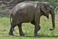 The Male of Sri Lankan elephant. Royalty Free Stock Photo