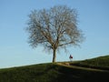 Walk alone under a walnut tree