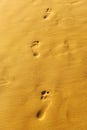 Walk along the beach, footprints in the golden sand Royalty Free Stock Photo