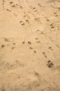 Human and dog footprints on the sandy shore Royalty Free Stock Photo