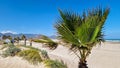 Walk along the dunes with palm trees near the sandy beach. Royalty Free Stock Photo