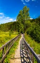 walk along ecotrope in the forest or on the swamp and lake. autumn landscape in suburbs. there are no people on the Royalty Free Stock Photo