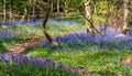 Path through carpet of wild bluebells, photographed at Pear Wood in Stanmore, Middlesex, UK Royalty Free Stock Photo