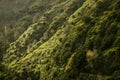 Walk along the paths of Levada Nova, Madeira