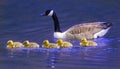 Walk along the River Dart Canadian Geese Royalty Free Stock Photo