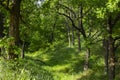 Walk along the summer oak forest. Royalty Free Stock Photo