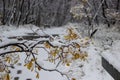 Walk through Asbyrgisskogur, the snowy forest inside Asbyrgi Canyon