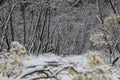 Walk through Asbyrgisskogur, the snowy forest inside Asbyrgi Canyon